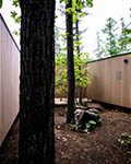   . House in the Forest.   Florian Bush Architects