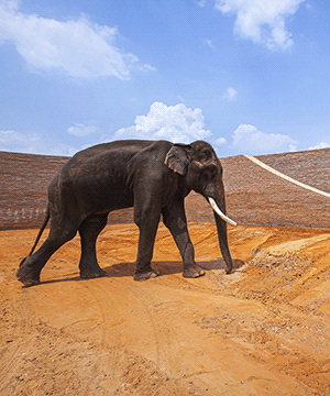 Новый музейный комплекс Elephant World - как архитектура учит любить животных