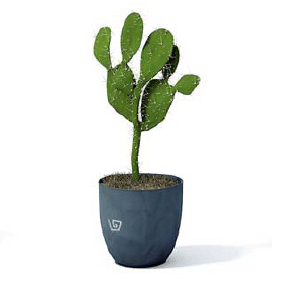 бесплатная 3d модель кактус
