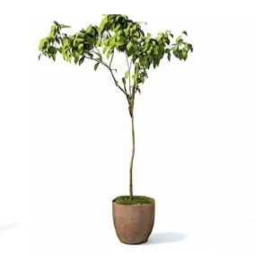бесплатная 3d модель растение в горшке