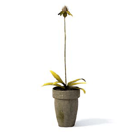 бесплатная 3d модель цветок
