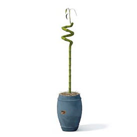 бесплатная 3d модель растение в горшке